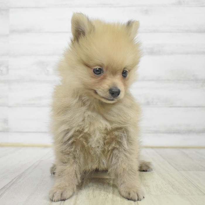 長野県のポメラニアン (犬の家＆猫の里長野店/2025年9月28日生まれ/女の子/オレンジ)の子犬
