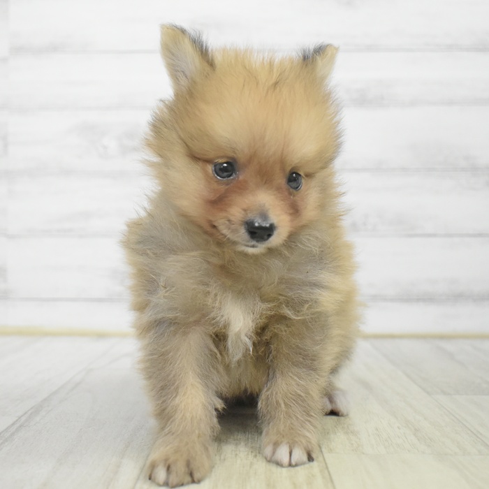 愛知県のポメラニアン (犬の家＆猫の里エアポートウォーク店/2025年9月28日生まれ/男の子/オレンジ)の子犬