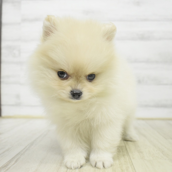 石川県のポメラニアン (犬の家＆猫の里金沢店/2025年9月28日生まれ/男の子/クリーム)の子犬