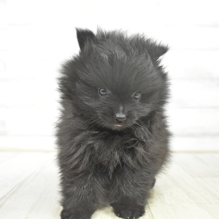 石川県のポメラニアン (犬の家＆猫の里アミーゴ金沢おこばた店/2025年9月28日生まれ/男の子/ブラック)の子犬