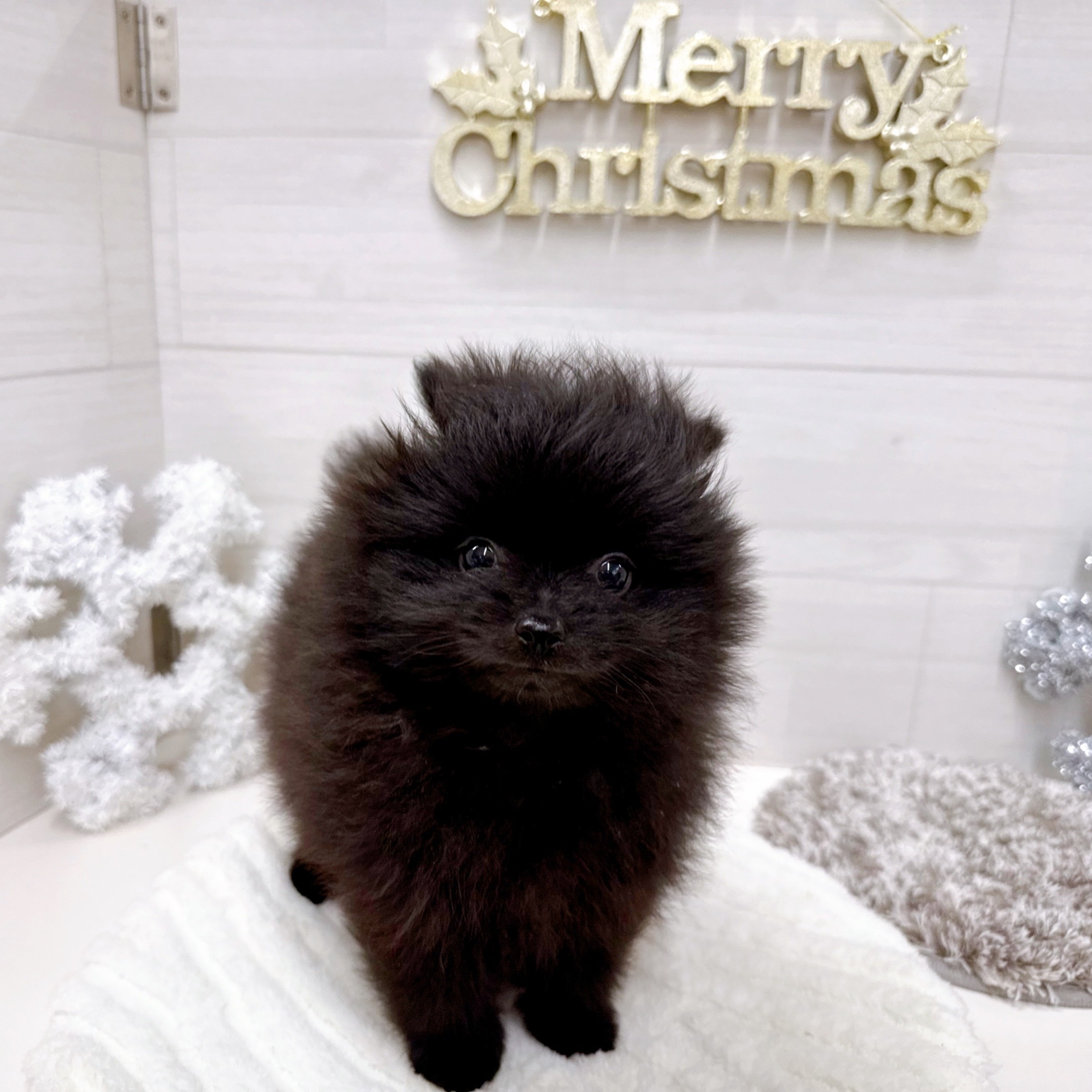 石川県のポメラニアン (犬の家＆猫の里アミーゴ金沢おこばた店/2025年9月28日生まれ/男の子/ブラック)の子犬の1枚目の画像