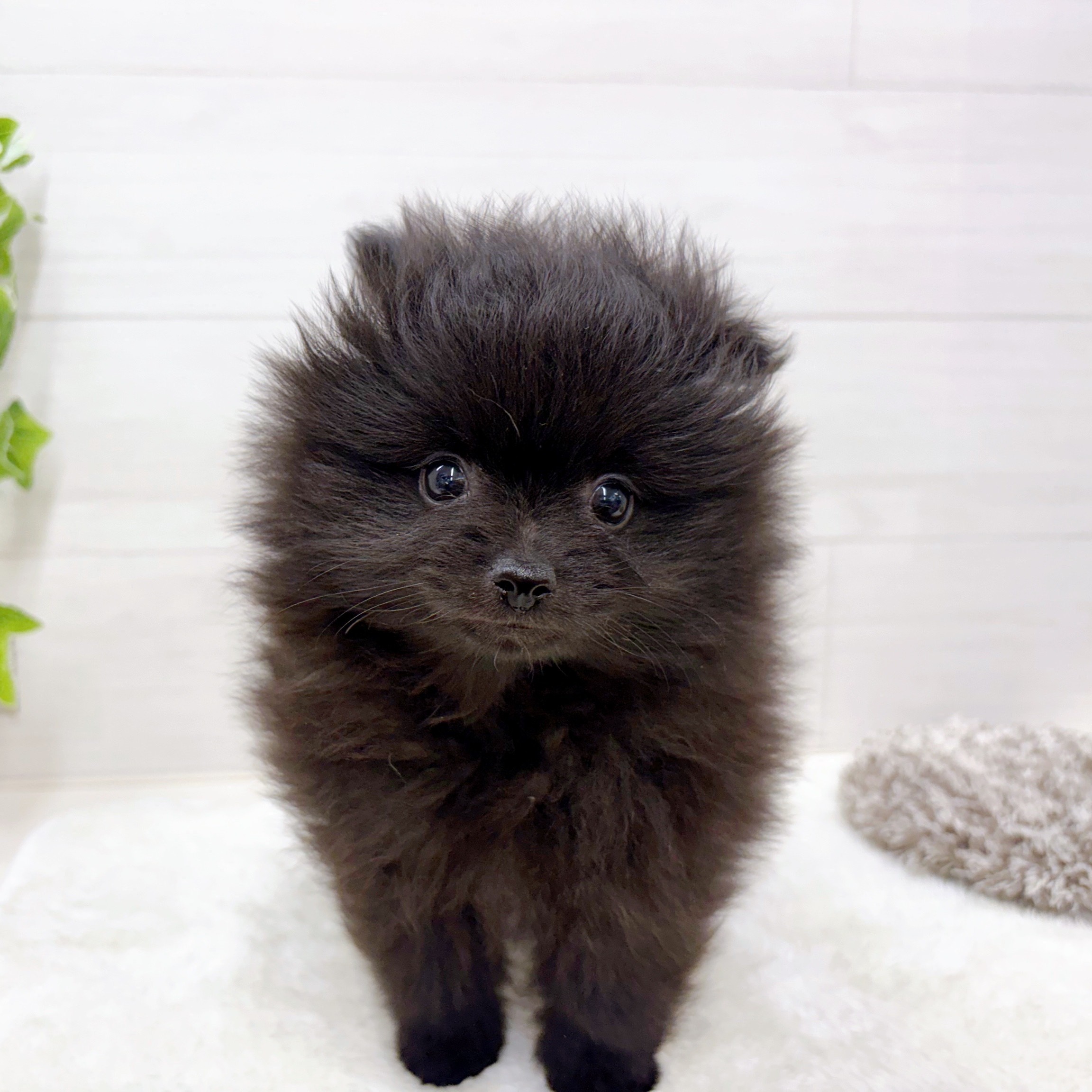 ポメラニアン(ブラック(黒)系)の子犬を価格や特徴で探す|ペット