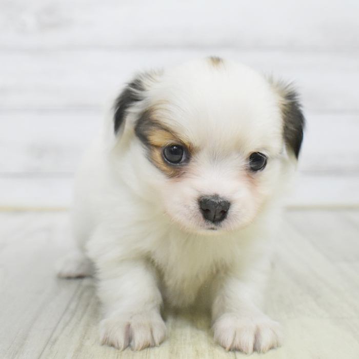 愛知県のパピチー/チワパピ(パピヨン×チワワ) (犬の家＆猫の里一宮店/2025年9月30日生まれ/女の子/ホワイトブラウン)の子犬