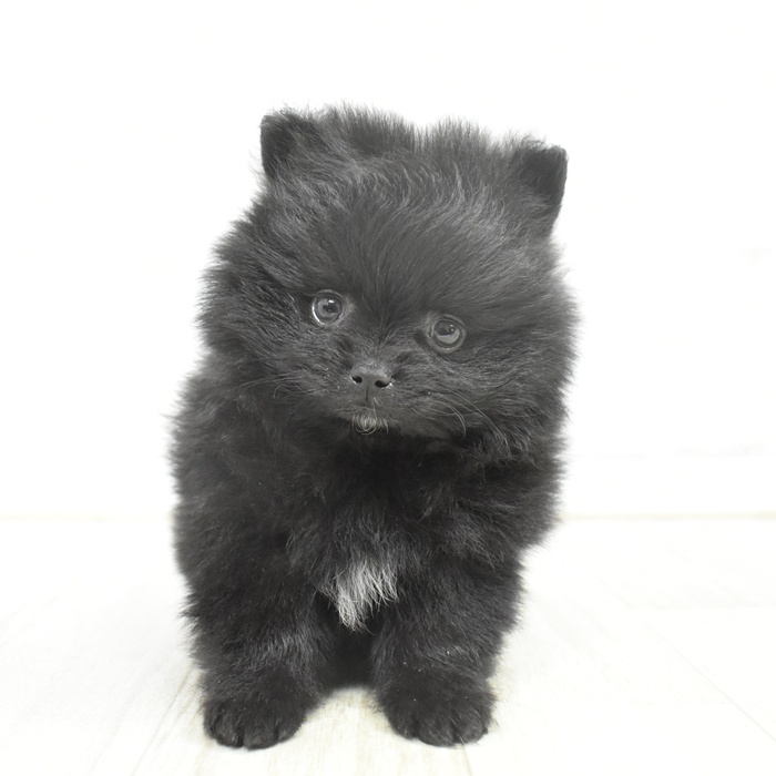 愛知県のポメラニアン (犬の家＆猫の里岡崎店/2025年9月28日生まれ/男の子/ブラック)の子犬