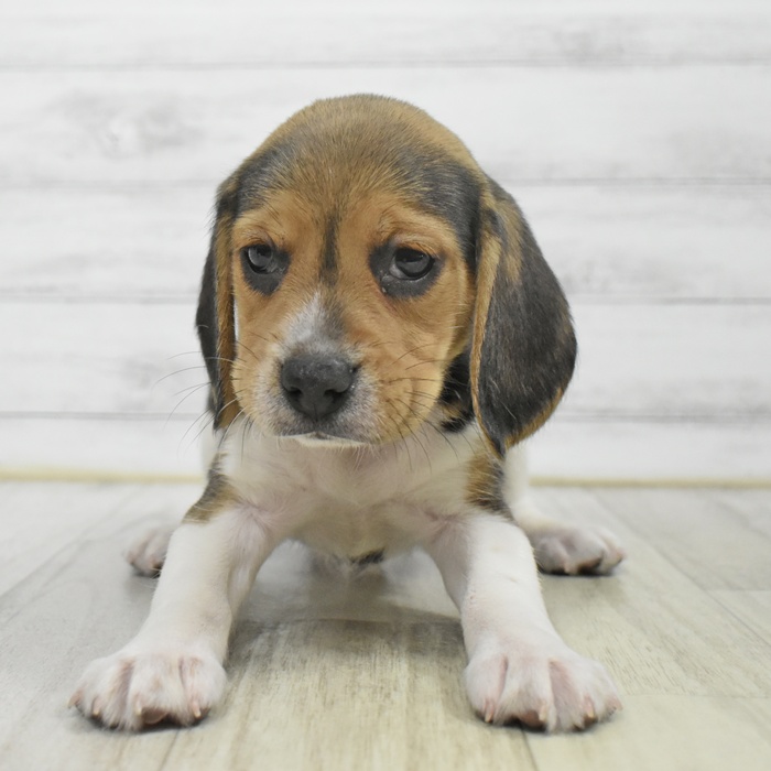 福井県のビーグル (犬の家＆猫の里福井店/2025年9月29日生まれ/男の子/ブラックタンホワイト)の子犬