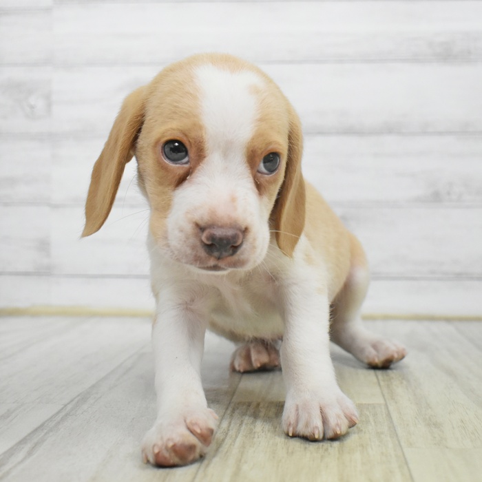 愛知県のビーグル (犬の家＆猫の里豊川インター店/2025年9月29日生まれ/男の子/レモンホワイト)の子犬