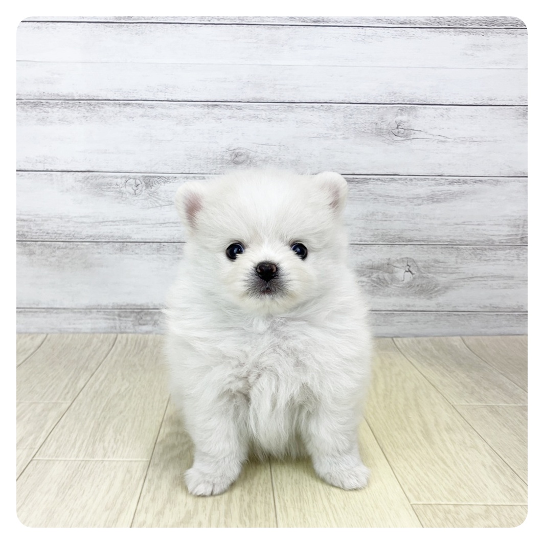 愛知県のポメチワ/チワポメ/ポメチー(ポメラニアン×チワワ) (犬の家＆猫の里春日井本店/2025年9月30日生まれ/男の子/クリームホワイト)の子犬
