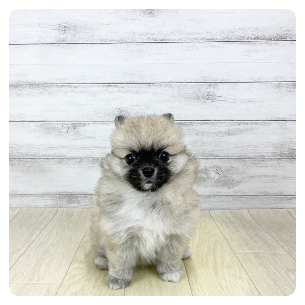 愛知県のポメチワ/チワポメ/ポメチー(ポメラニアン×チワワ) (犬の家＆猫の里春日井本店/2025年9月30日生まれ/女の子/フォーンホワイト)の子犬
