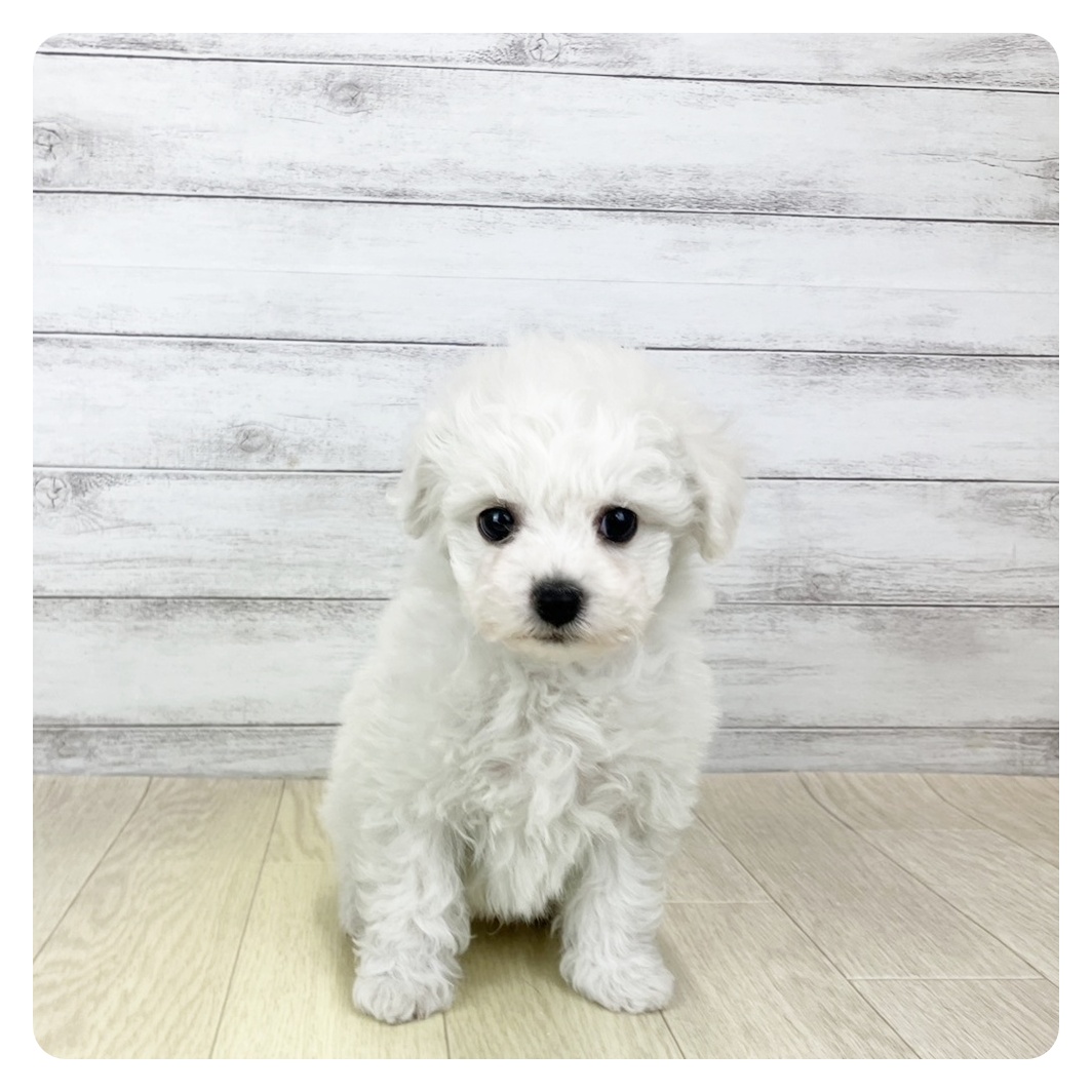 静岡県のビションフリーゼ (犬の家＆猫の里マークイズ静岡店/2025年9月30日生まれ/男の子/ホワイト)の子犬