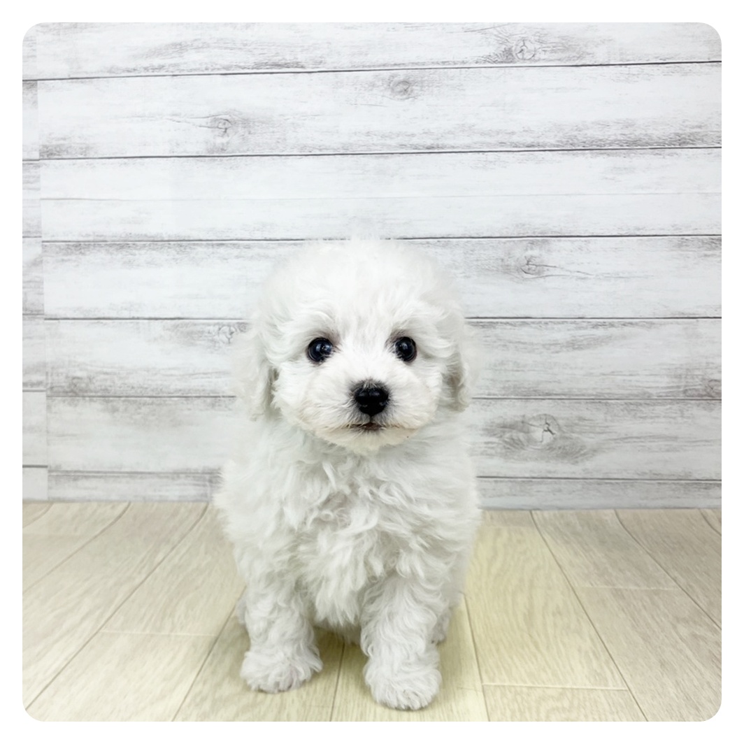 愛知県のビションフリーゼ (犬の家＆猫の里春日井本店/2025年9月30日生まれ/男の子/ホワイト)の子犬