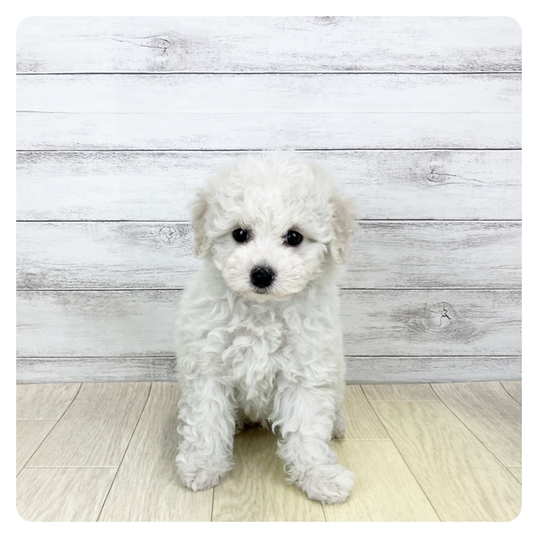 愛知県のビションフリーゼ (犬の家＆猫の里春日井本店/2025年9月30日生まれ/女の子/ホワイト)の子犬