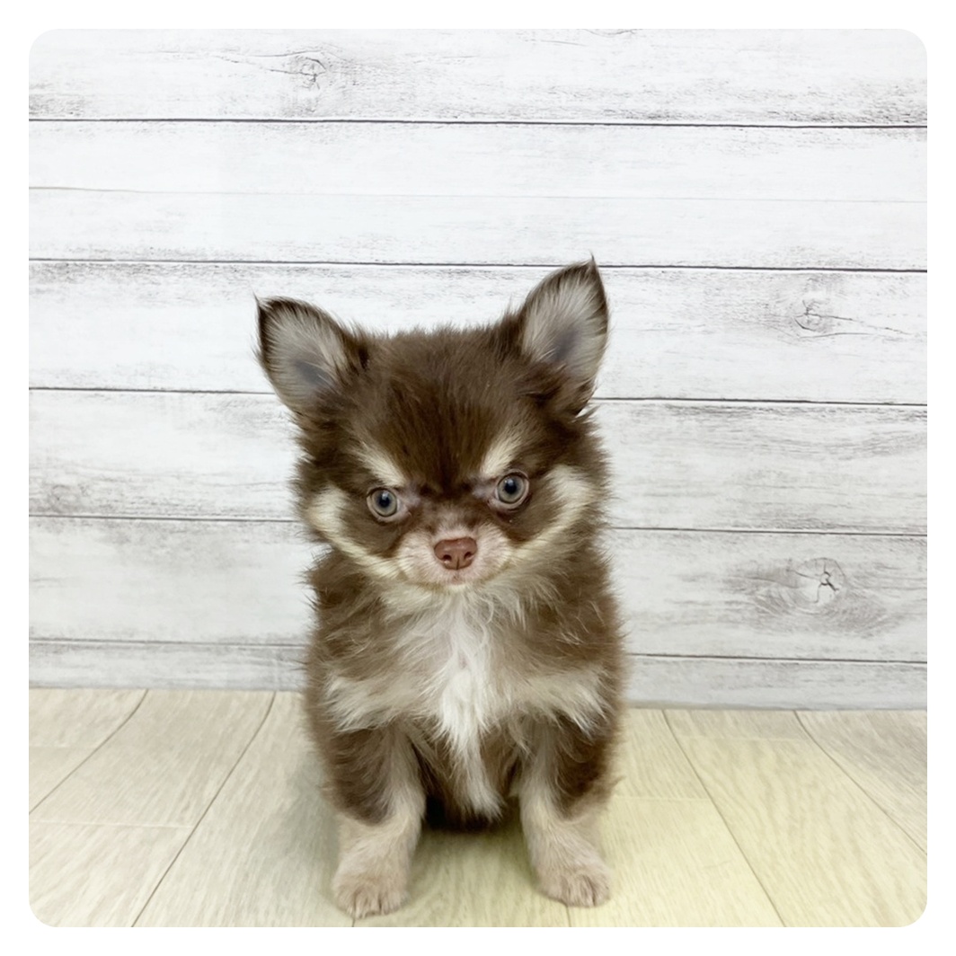 愛知県のチワワ(ロング) (犬の家＆猫の里春日井本店/2025年9月24日生まれ/男の子/チョコレートクリーム)の子犬