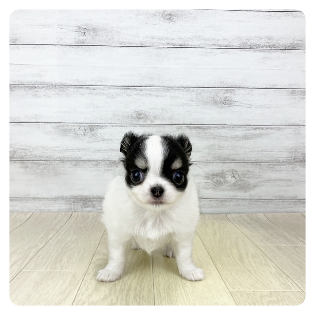 愛知県のチワワ(ロング) (犬の家＆猫の里春日井本店/2025年9月30日生まれ/男の子/ホワイトブラックタン)の子犬