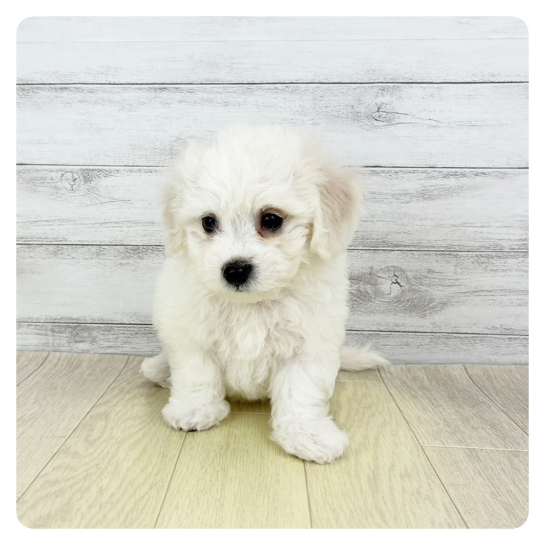 福井県のビションフリーゼ (犬の家＆猫の里アミーゴ福井大和田店/2025年9月30日生まれ/女の子/ホワイト)の子犬