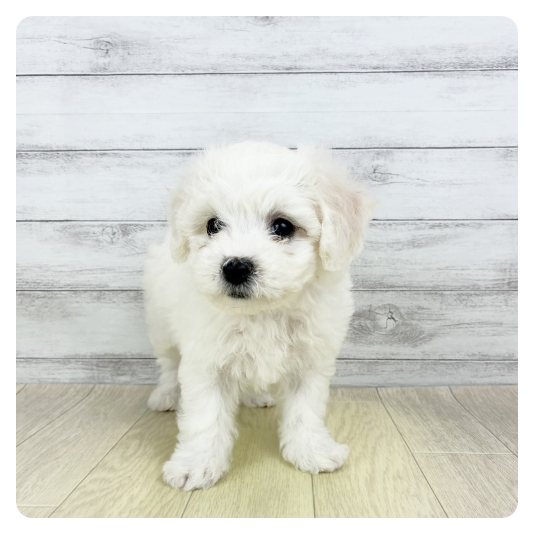 兵庫県のビションフリーゼ (犬の家＆猫の里尼崎店/2025年9月30日生まれ/女の子/ホワイト)の子犬