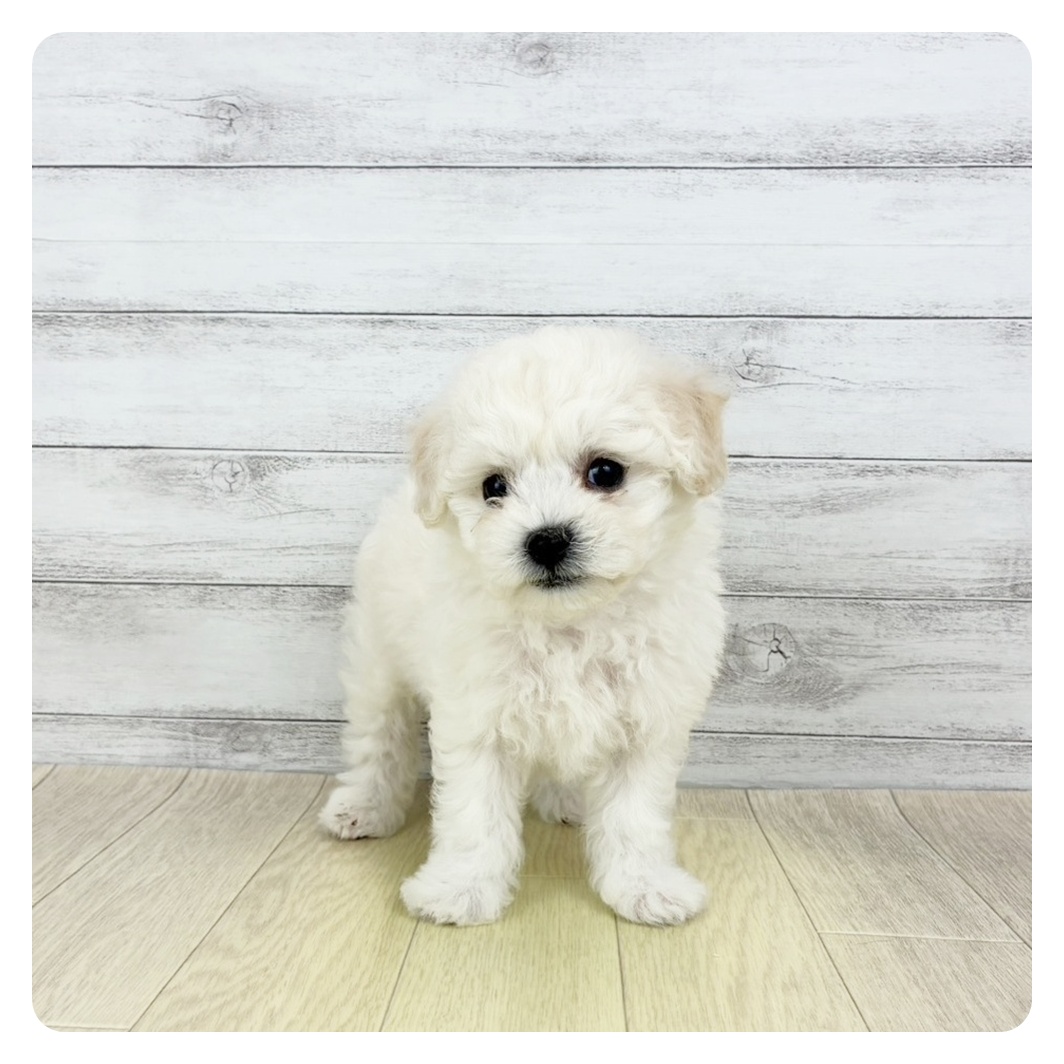 愛知県のビションフリーゼ (犬の家＆猫の里碧南店/2025年9月30日生まれ/女の子/ホワイト)の子犬の2枚目の画像