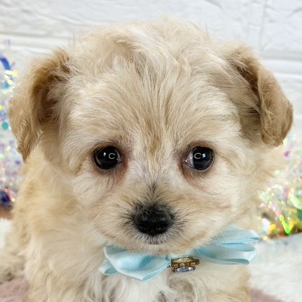 愛知県のチワプー/プーチー(チワワ×プードル) (犬の家＆猫の里岡崎店/2025年9月29日生まれ/女の子/アプリコットホワイト)の子犬の1枚目の画像