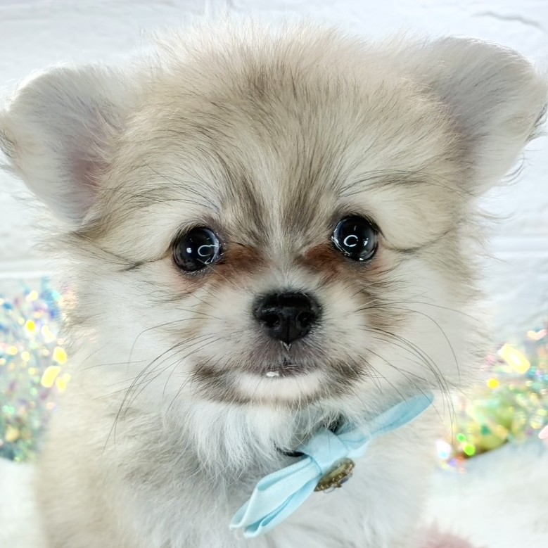 大阪府のポメチワ/チワポメ/ポメチー(ポメラニアン×チワワ) (犬の家＆猫の里そよら東岸和田店/2025年9月29日生まれ/女の子/フォーン)の子犬