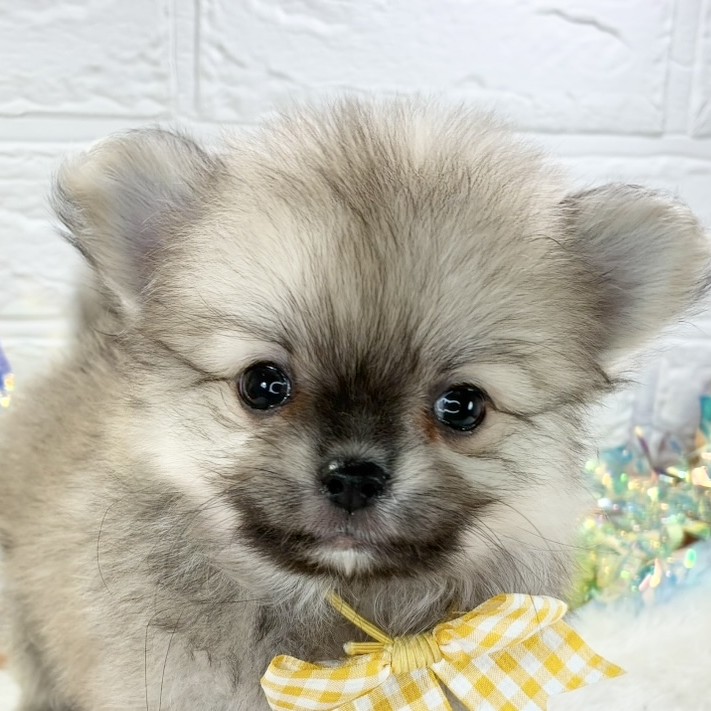 兵庫県のポメチワ/チワポメ/ポメチー(ポメラニアン×チワワ) (犬の家＆猫の里ニッケパークタウン加古川店/2025年9月29日生まれ/男の子/フォーン)の子犬の1枚目の画像