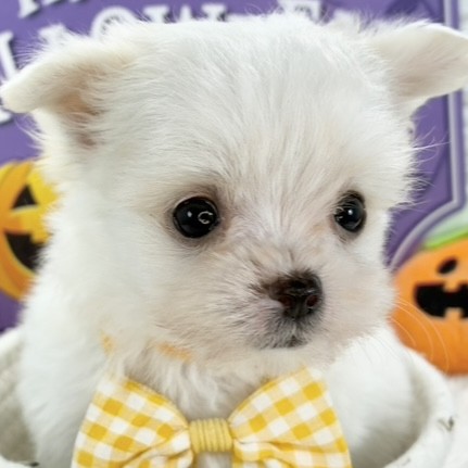 石川県のチワマル/マルチワ(チワワ×マルチーズ) (犬の家＆猫の里アミーゴ金沢有松店/2025年9月16日生まれ/男の子/クリームホワイト)の子犬