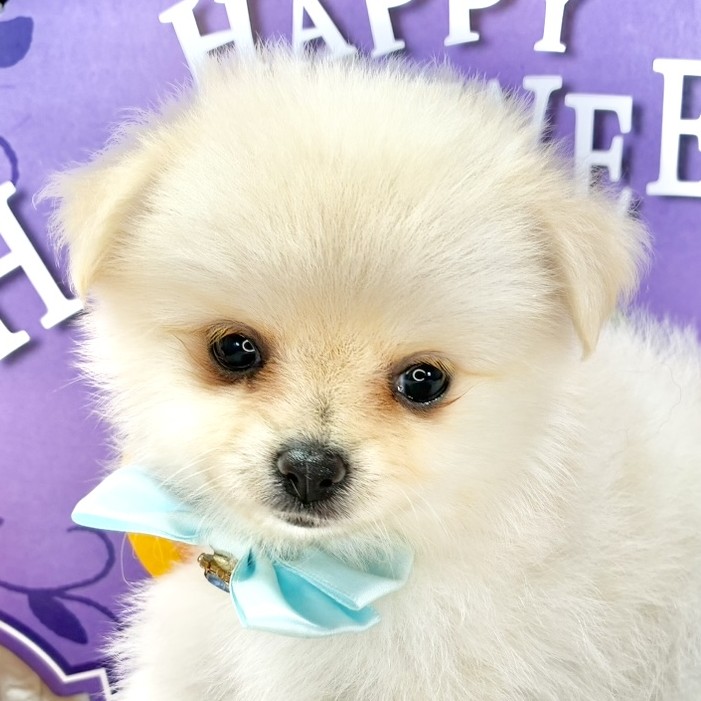 京都府のポメチワ/チワポメ/ポメチー(ポメラニアン×チワワ) (犬の家＆猫の里京都精華店/2025年9月21日生まれ/女の子/クリーム)の子犬の1枚目の画像