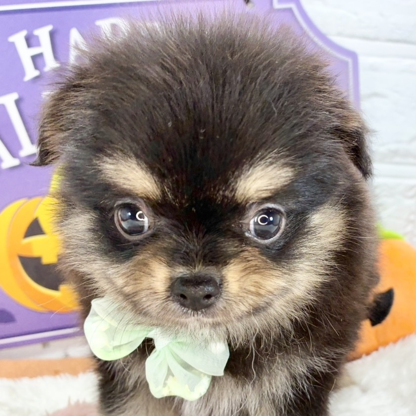 愛知県のポメチワ/チワポメ/ポメチー(ポメラニアン×チワワ) (犬の家＆猫の里名古屋天白店/2025年9月21日生まれ/女の子/ブラックタン)の子犬の1枚目の画像