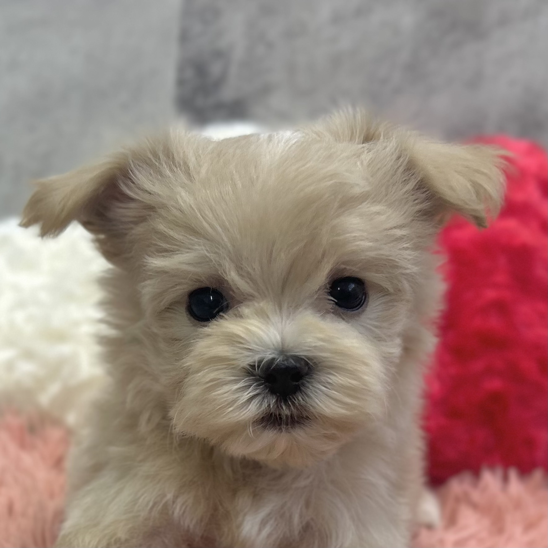 福井県のマルプー(マルチーズ×プードル) (犬の家＆猫の里福井店/2025年9月29日生まれ/男の子/クリームホワイト)の子犬