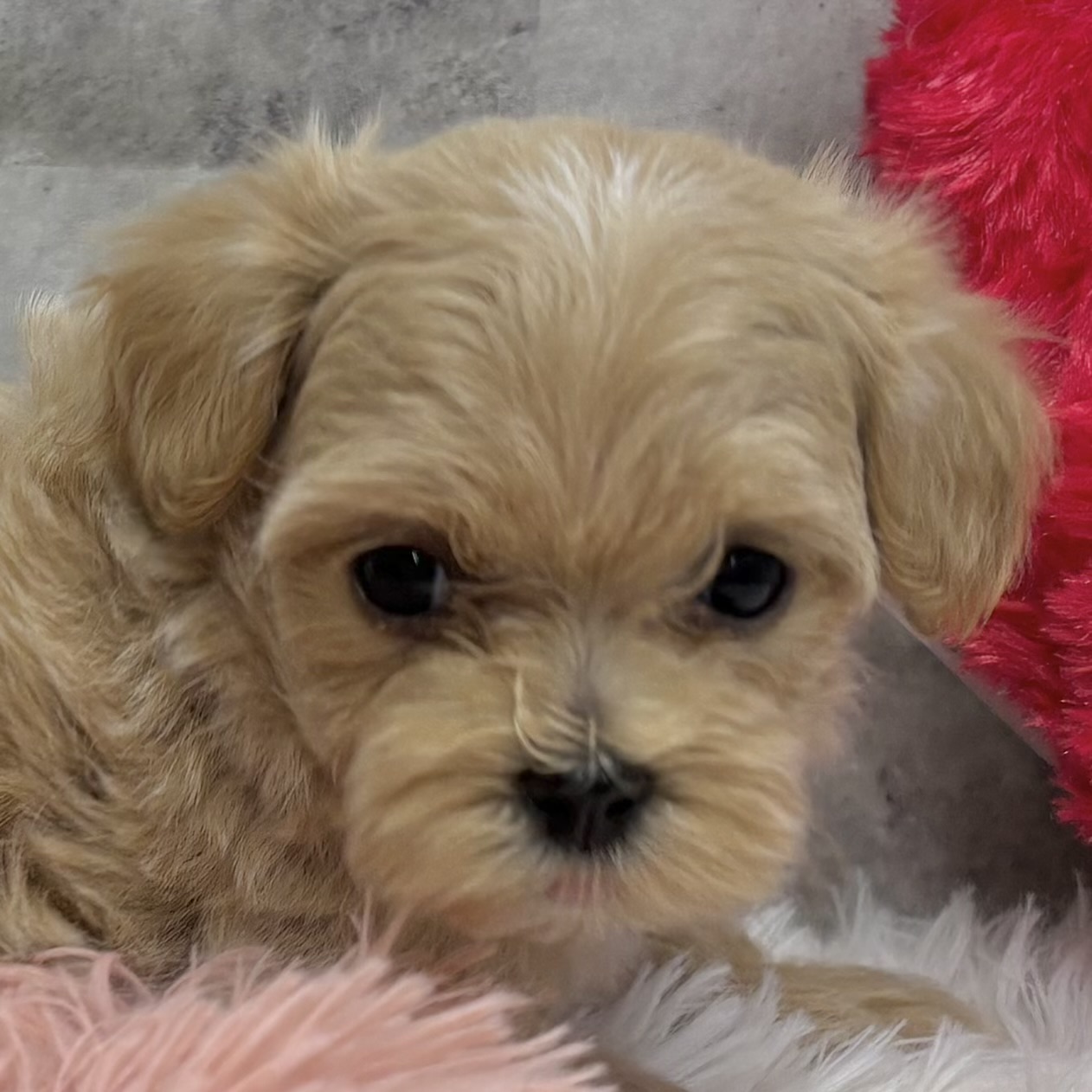 福井県のマルプー(マルチーズ×プードル) (犬の家＆猫の里アミーゴ福井大和田店/2025年9月29日生まれ/女の子/アプリコットホワイト)の子犬