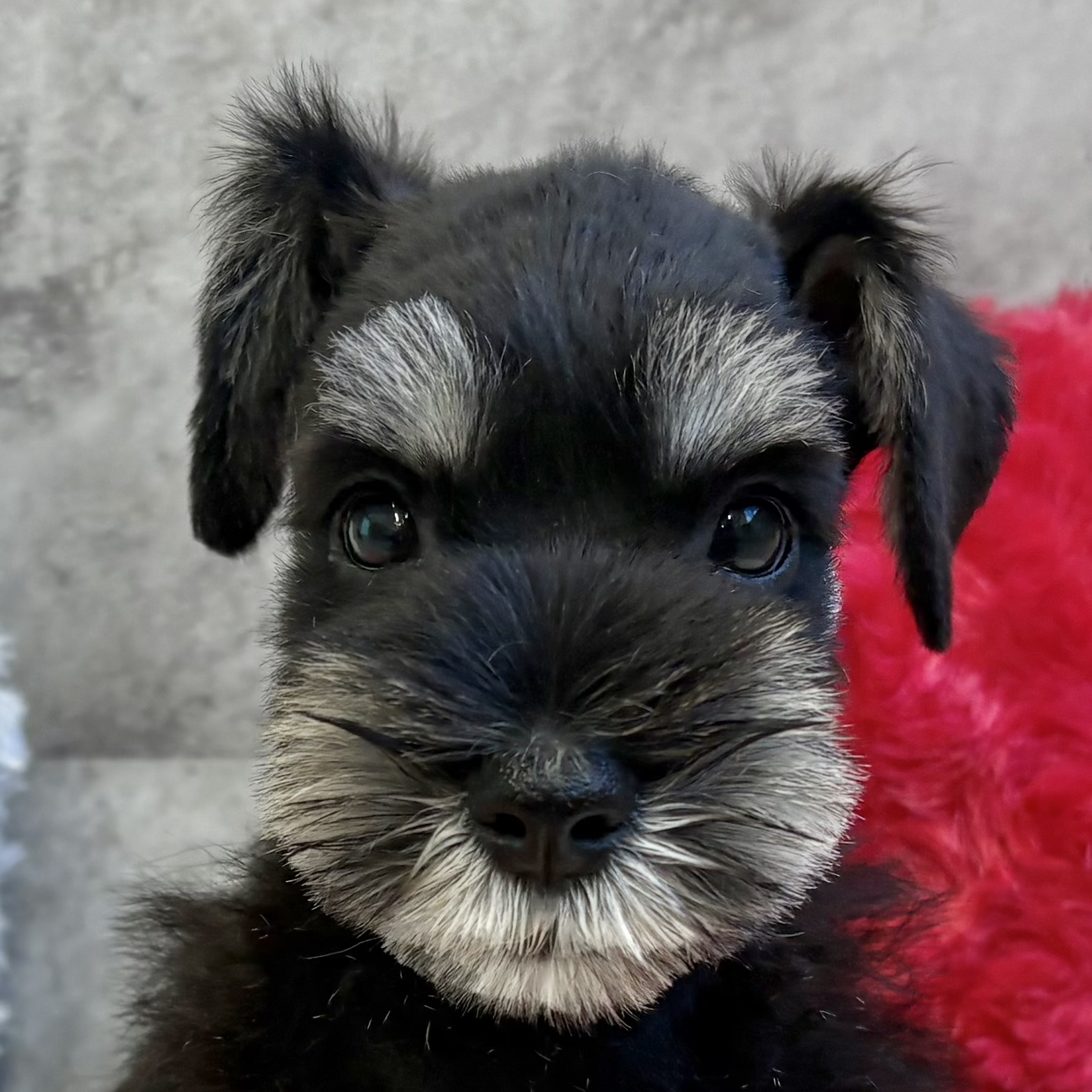 愛知県のミニチュアシュナウザー (犬の家＆猫の里エアポートウォーク店/2025年9月29日生まれ/女の子/ブラックシルバー)の子犬の1枚目の画像