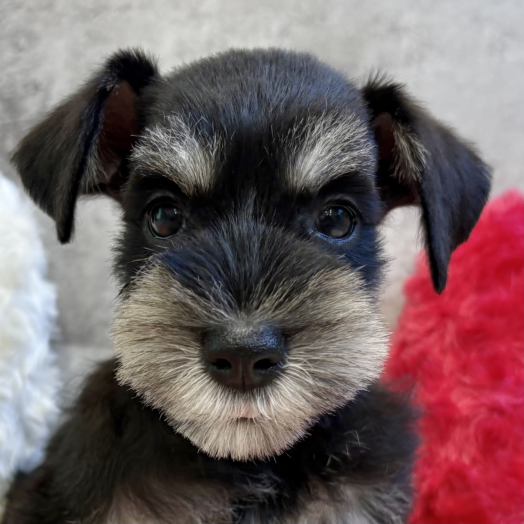 愛知県のミニチュアシュナウザー (犬の家＆猫の里七宝店/2025年9月29日生まれ/女の子/ブラックシルバー)の子犬の1枚目の画像