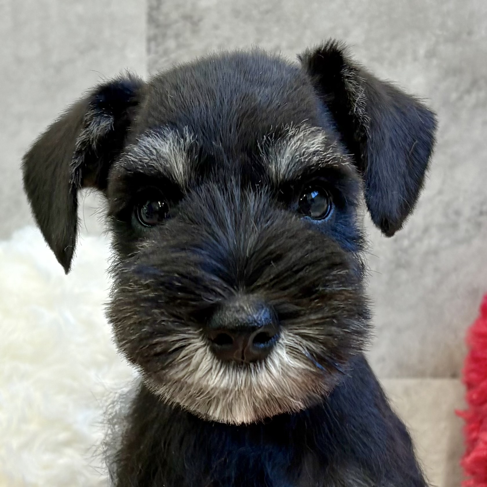 愛知県のミニチュアシュナウザー (犬の家＆猫の里碧南店/2025年9月29日生まれ/男の子/ブラックシルバー)の子犬の1枚目の画像