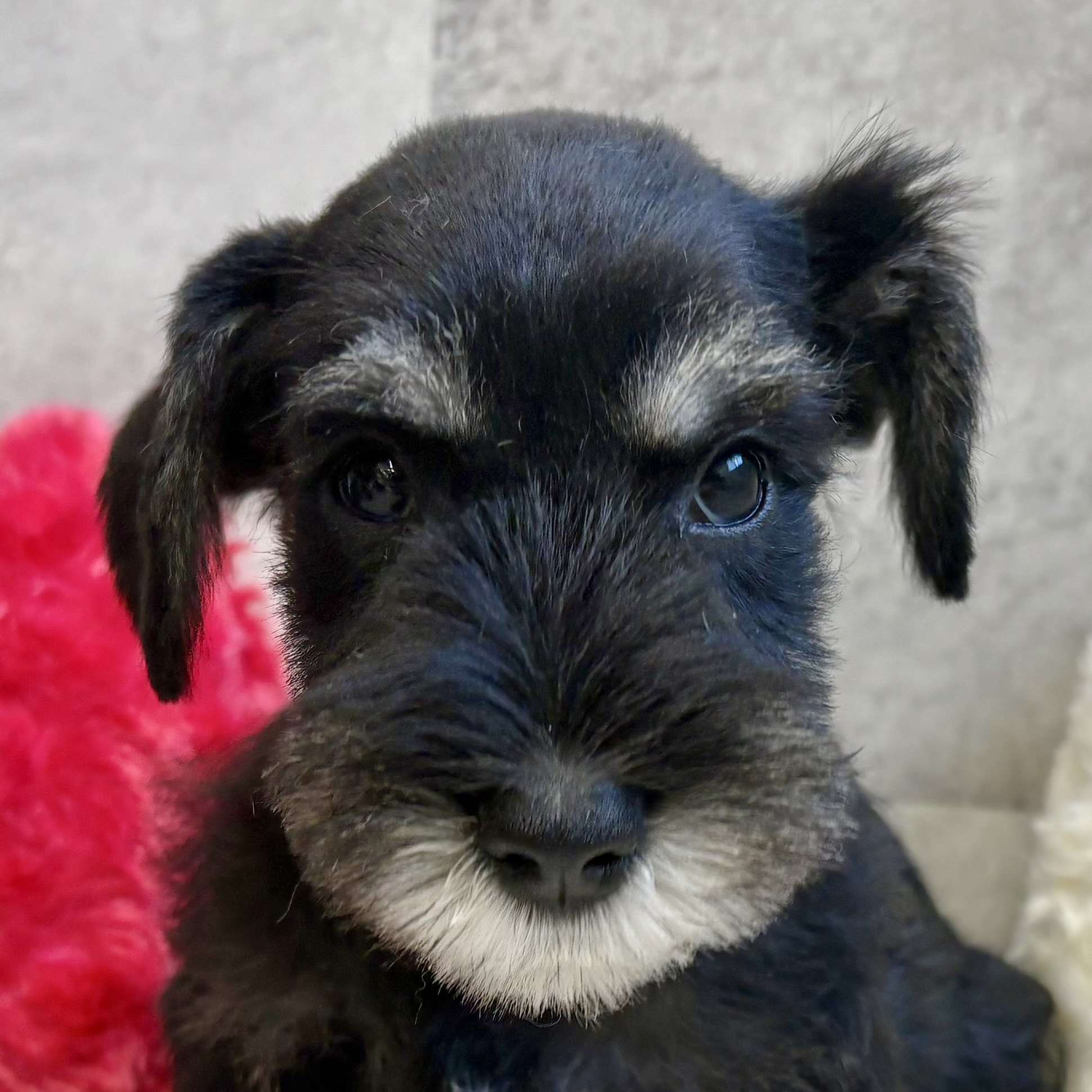 ミニチュアシュナウザー男の子の写真