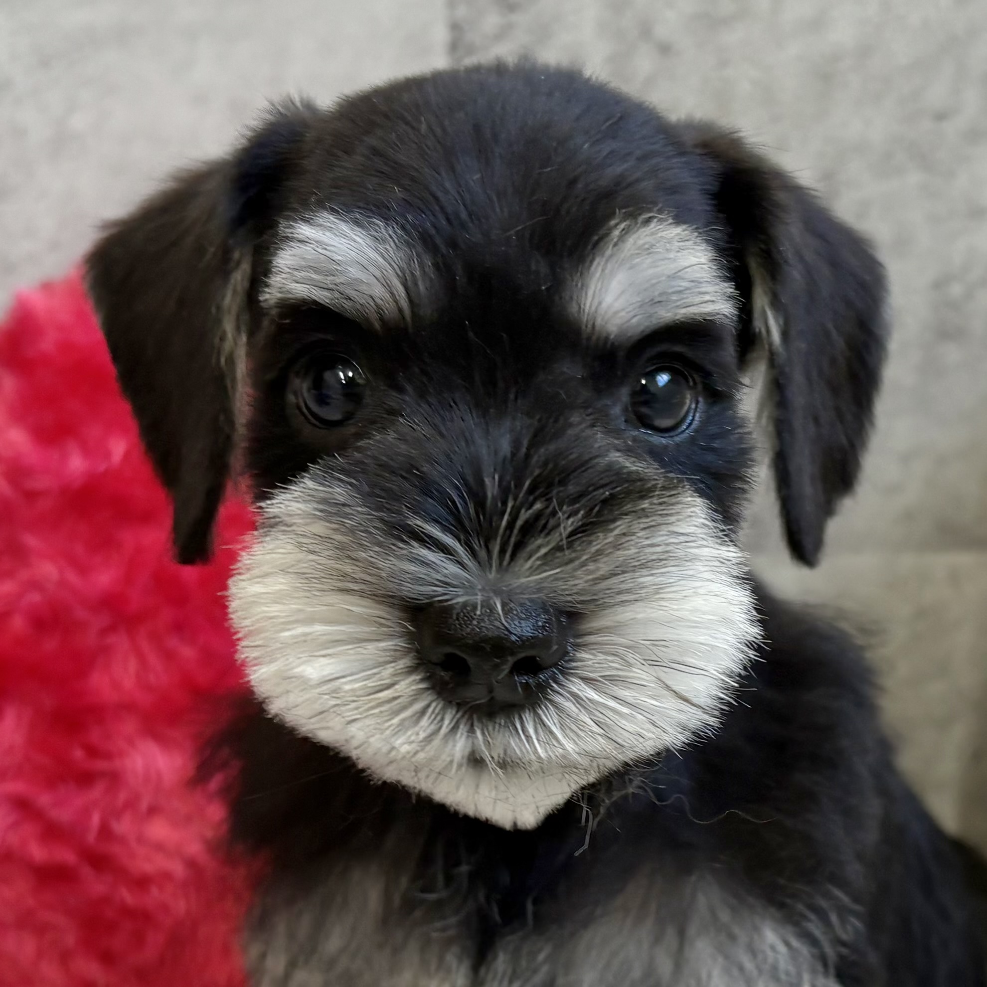 福井県のミニチュアシュナウザー (犬の家＆猫の里アミーゴ福井大和田店/2025年9月29日生まれ/男の子/ブラックシルバー)の子犬