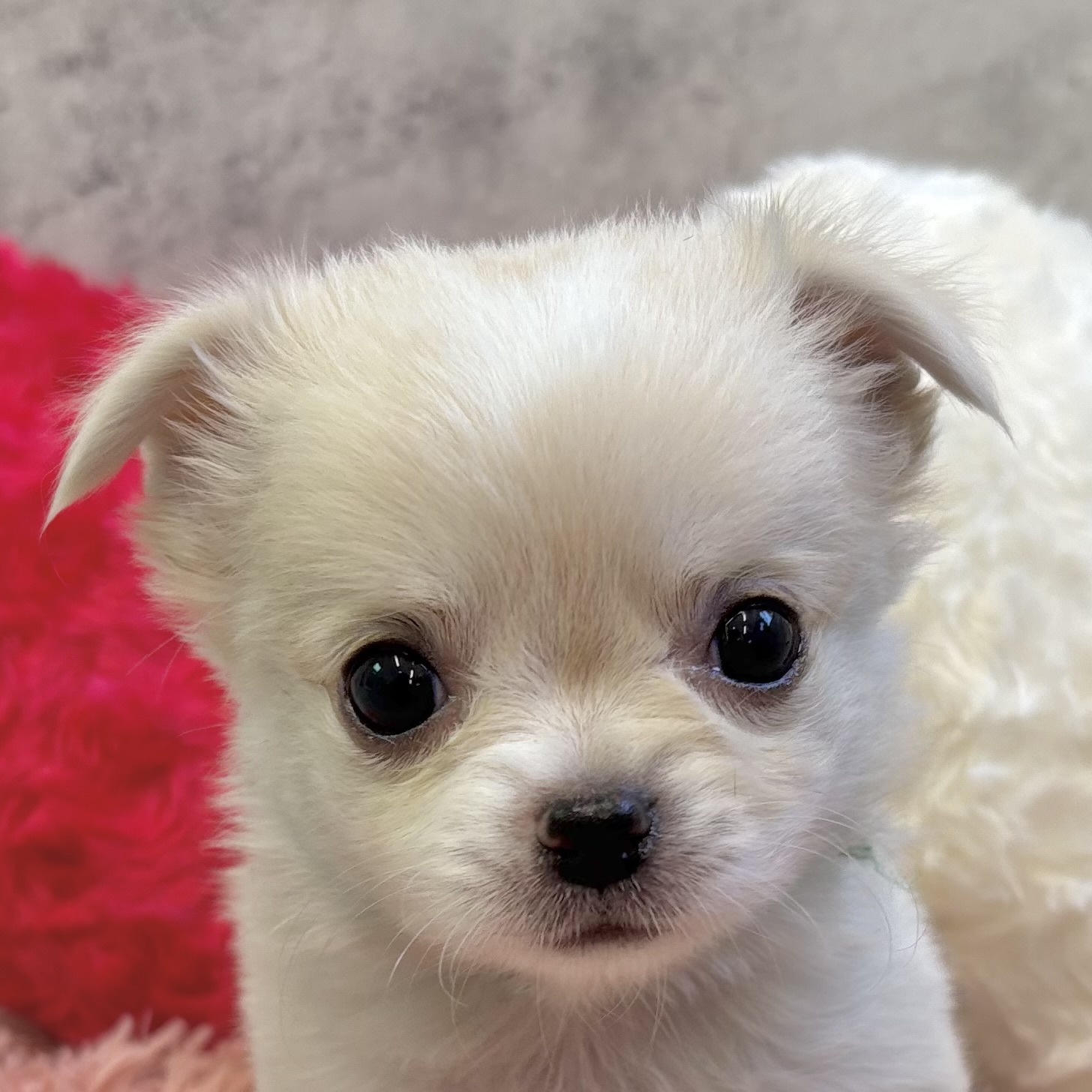 石川県のチワワ(ロング) (犬の家＆猫の里金沢店/2025年9月30日生まれ/女の子/クリームホワイト)の子犬