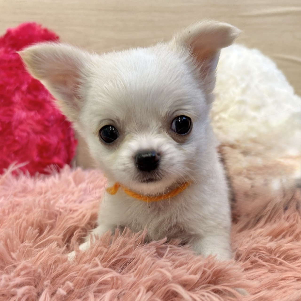 チワワ（ロング）男の子の写真