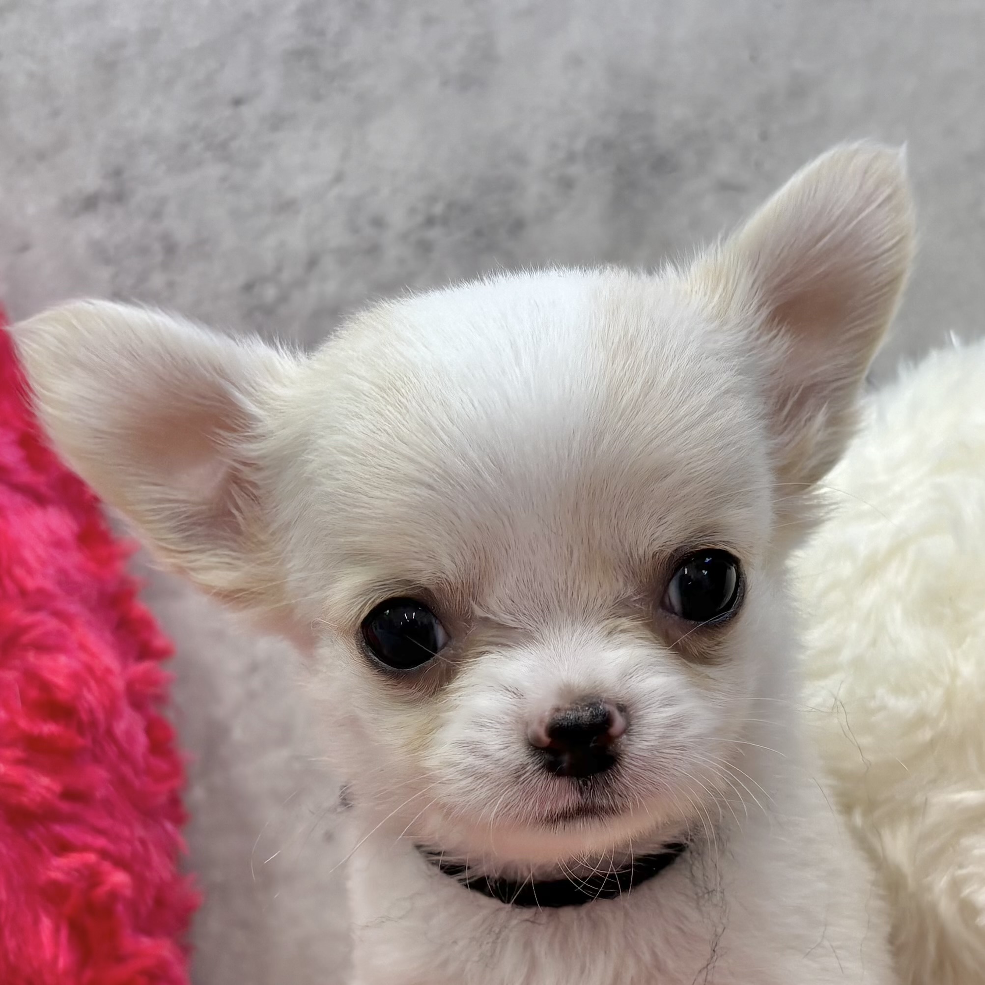 兵庫県のチワワ(ロング) (犬の家＆猫の里カナート西神戸店/2025年9月30日生まれ/男の子/クリームホワイト)の子犬