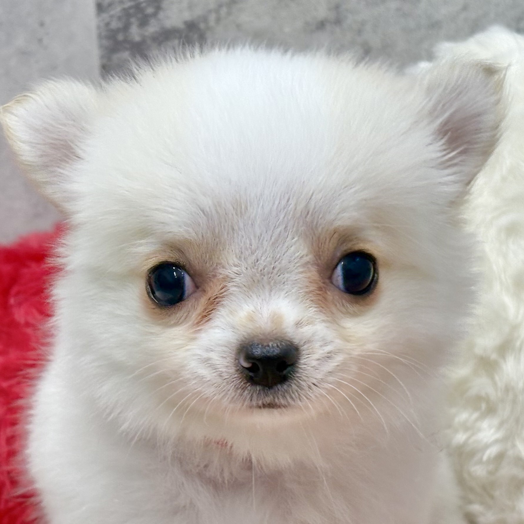 兵庫県のチワワ(ロング) (犬の家＆猫の里神戸店/2025年9月30日生まれ/男の子/クリームホワイト)の子犬の1枚目の画像