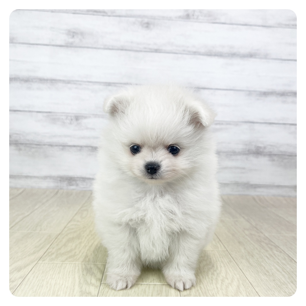 ハーフ犬女の子の写真