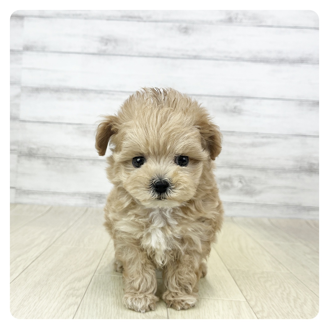 愛知県のマルプー(マルチーズ×プードル) (犬の家＆猫の里春日井本店/2025年10月1日生まれ/男の子/アプリコット)の子犬の4枚目の画像