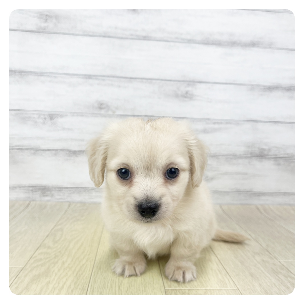 三重県のチワックス(チワワ×ダックス) (犬の家＆猫の里三重桑名店/2025年9月30日生まれ/男の子/クリーム)の子犬