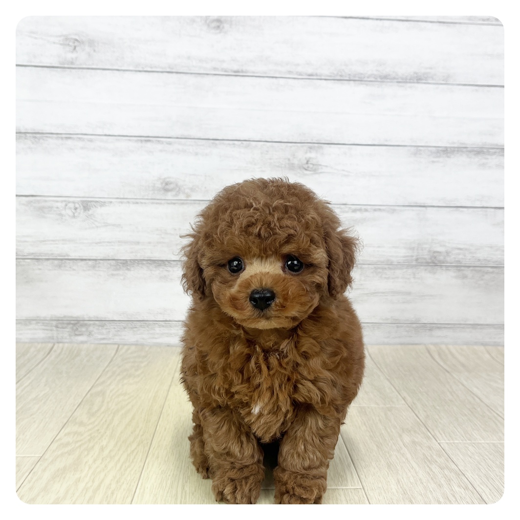 愛知県のトイプードル(トイ) (犬の家＆猫の里MEGAドン・キホーテ東海名和店/2025年9月30日生まれ/女の子/レッドフォーン)の子犬