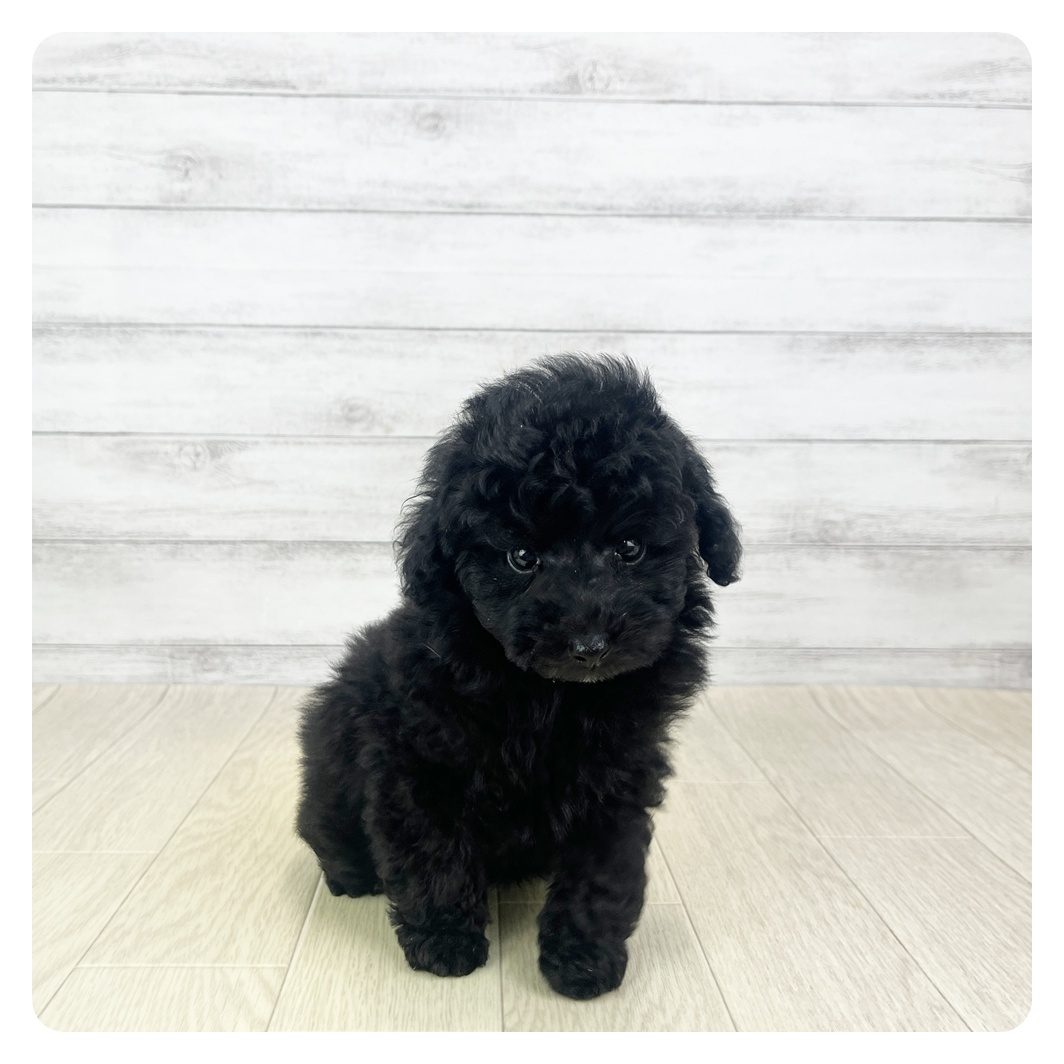 岐阜県のトイプードル(トイ) (犬の家＆猫の里カラフルタウン岐阜店/2025年9月30日生まれ/男の子/ブラック)の子犬