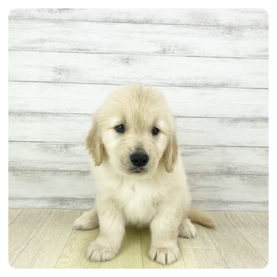 福井県のゴールデンレトリバー (犬の家＆猫の里福井店/2025年10月1日生まれ/女の子/ゴールデン)の子犬