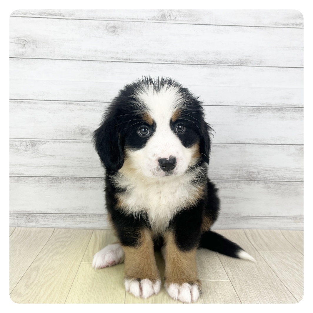 愛知県のバーニーズマウンテンドッグ (犬の家＆猫の里一宮店/2025年9月29日生まれ/女の子/ブラックラストホワイト)の子犬の4枚目の画像