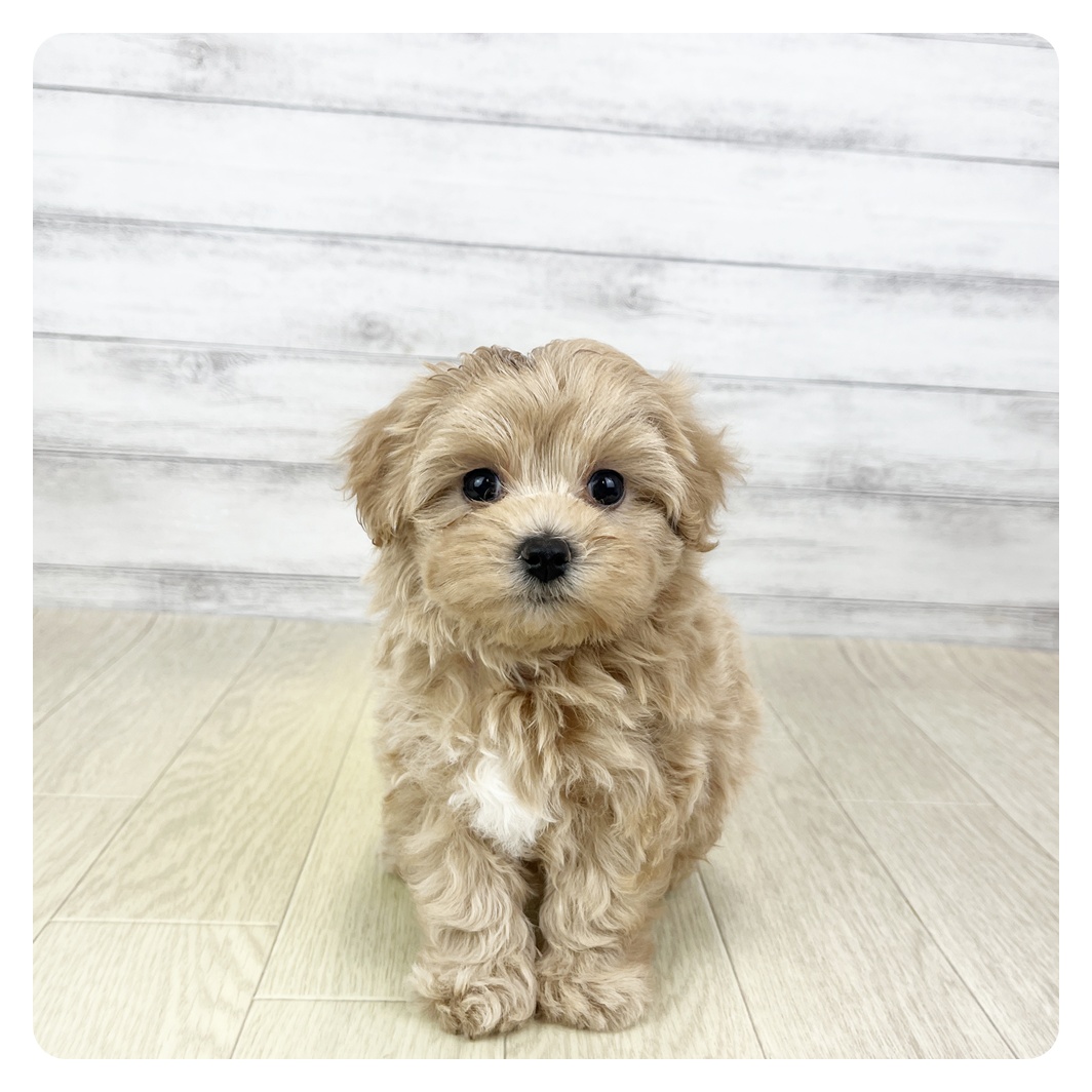 愛知県のマルプー(マルチーズ×プードル) (犬の家＆猫の里アミーゴ神の倉店/2025年10月1日生まれ/女の子/アプリコット)の子犬の2枚目の画像