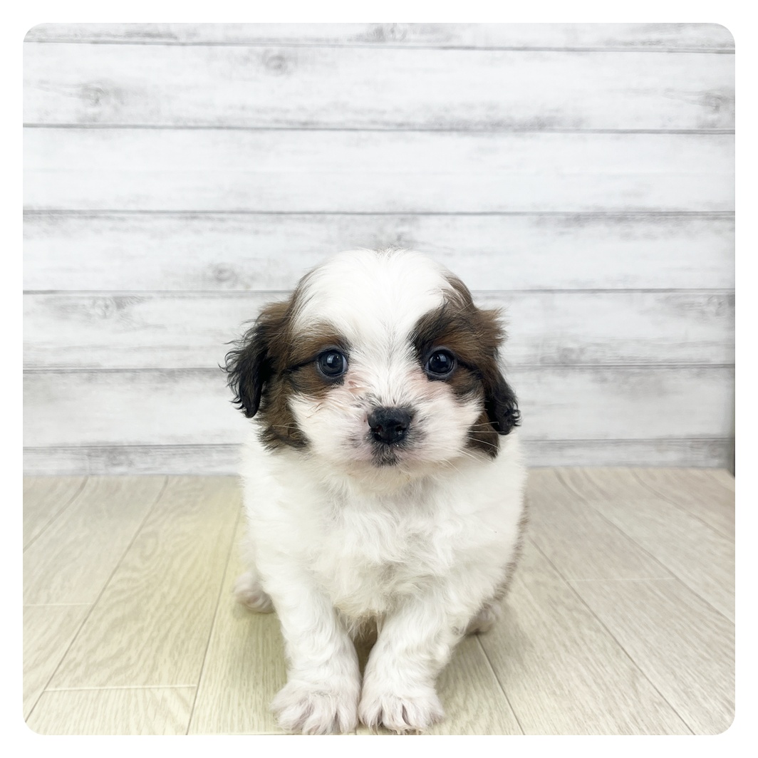 愛知県のポメズー/ポメシーズ(ポメラニアン×シーズー) (犬の家＆猫の里七宝店/2025年10月1日生まれ/男の子/ゴールドホワイト)の子犬の3枚目の画像