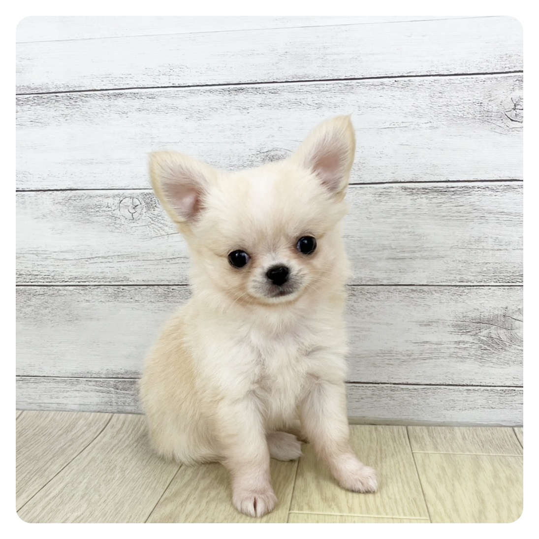 大阪府のチワワ(ロング) (犬の家＆猫の里そよら東岸和田店/2025年10月1日生まれ/女の子/クリームホワイト)の子犬