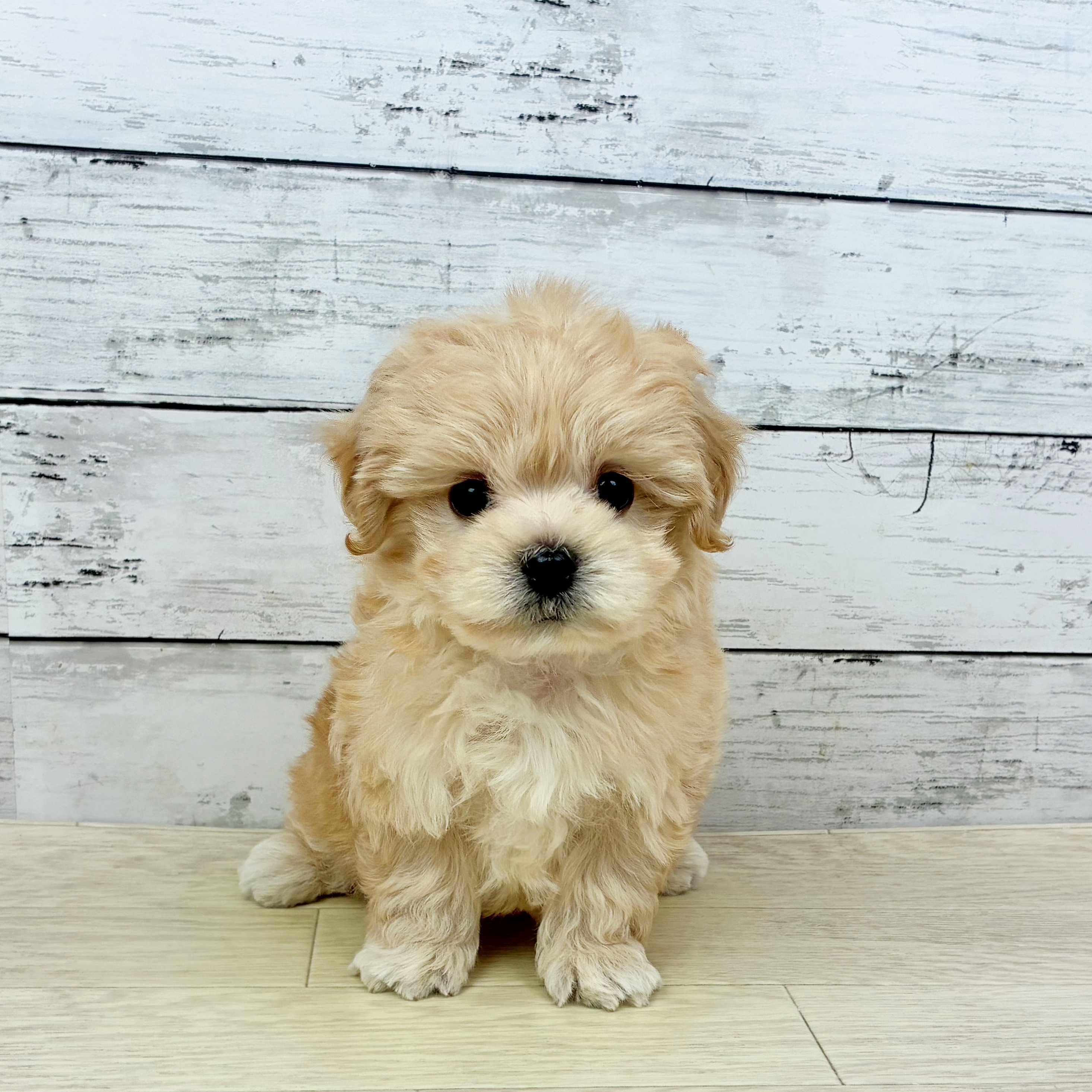 滋賀県のマルプー(マルチーズ×プードル) (犬の家＆猫の里近江八幡店/2025年10月1日生まれ/女の子/クリーム)の子犬