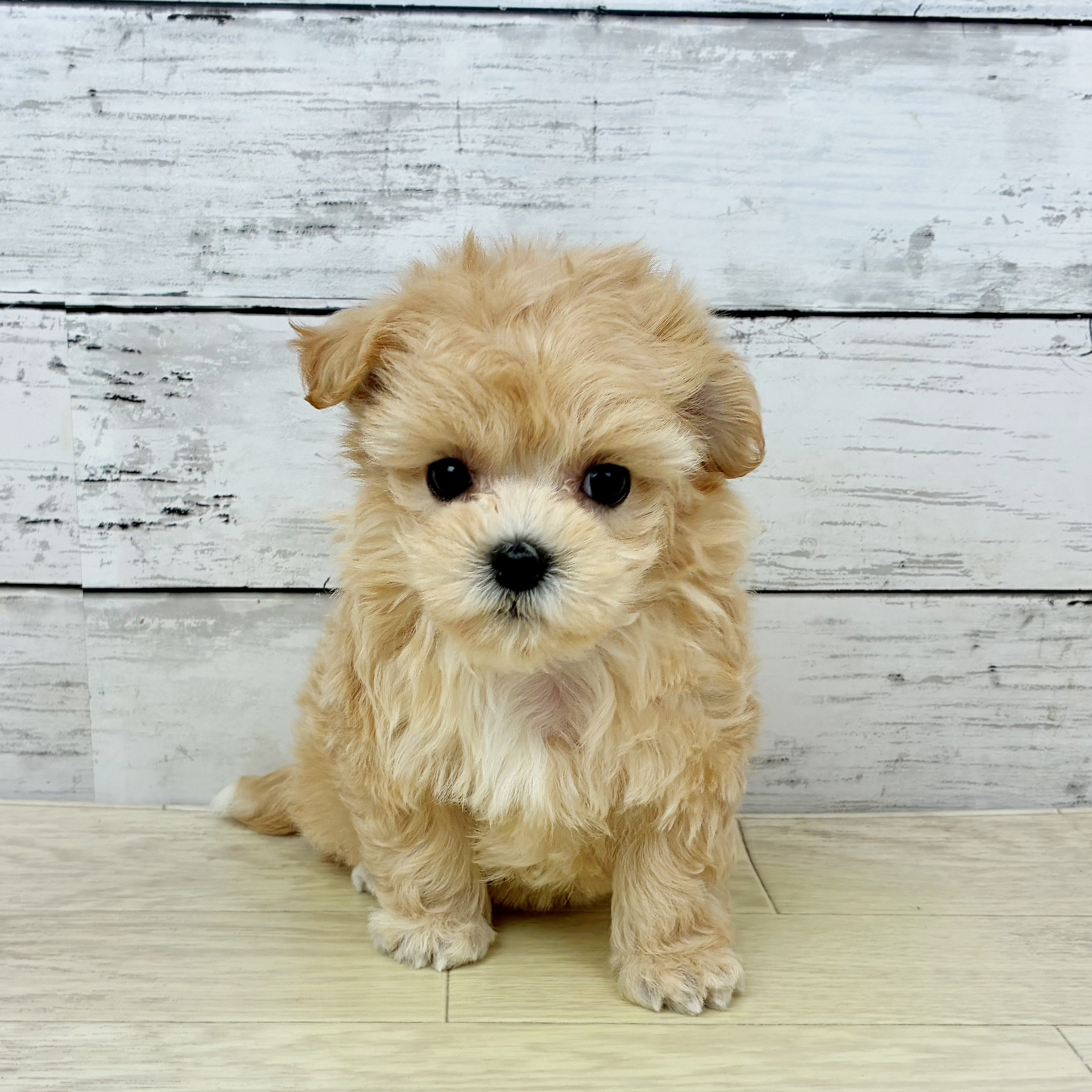 ハーフ犬男の子の写真