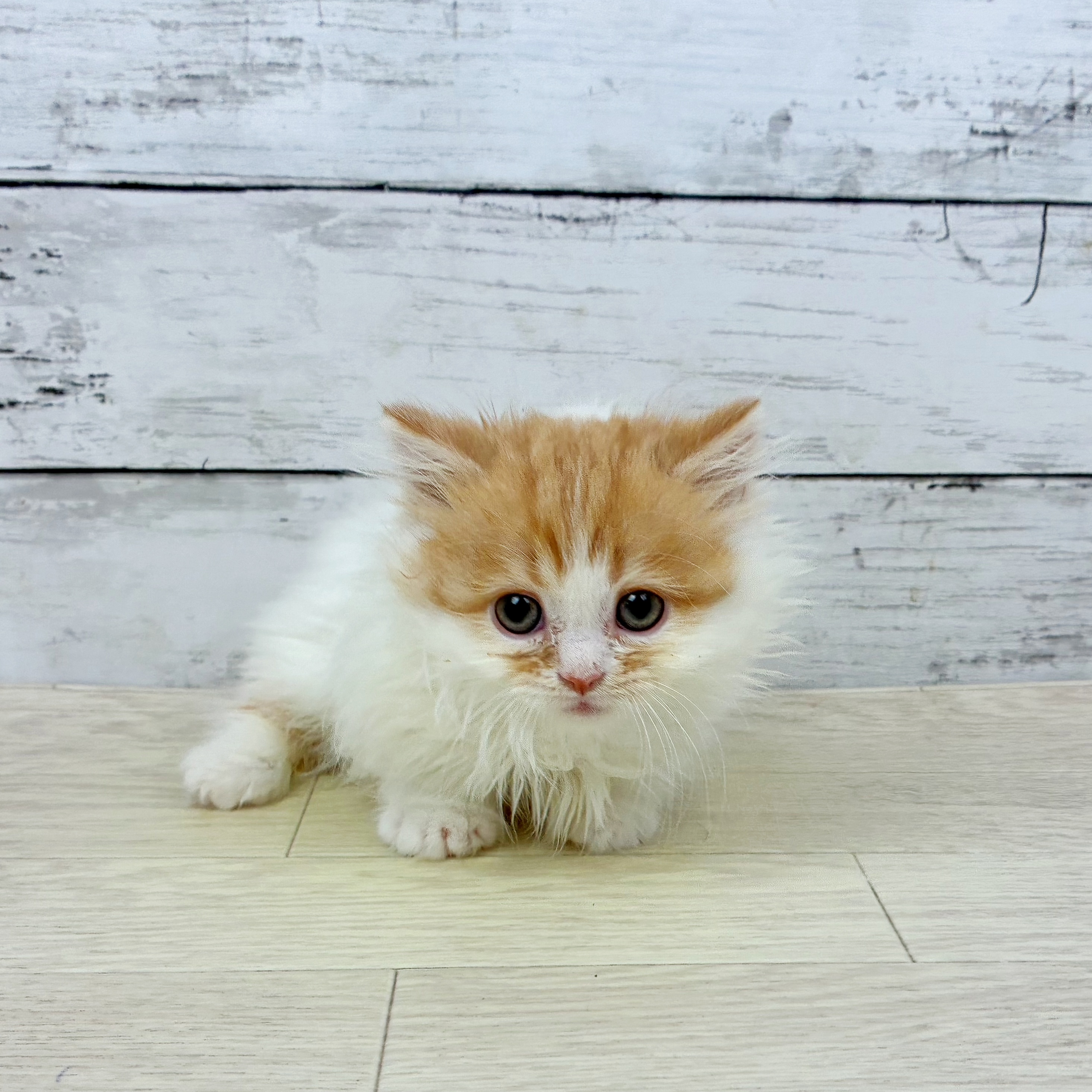 兵庫県のマンチカン (犬の家＆猫の里ニッケパークタウン加古川店/2025年10月1日生まれ/男の子/レッドタビーホワイト)の子猫の2枚目の画像